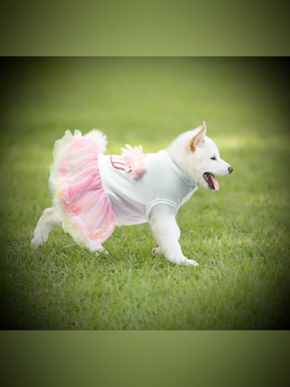 Small Dog Cupcake Tutu Dress Pink Rainbow Pet Outfit NWOT